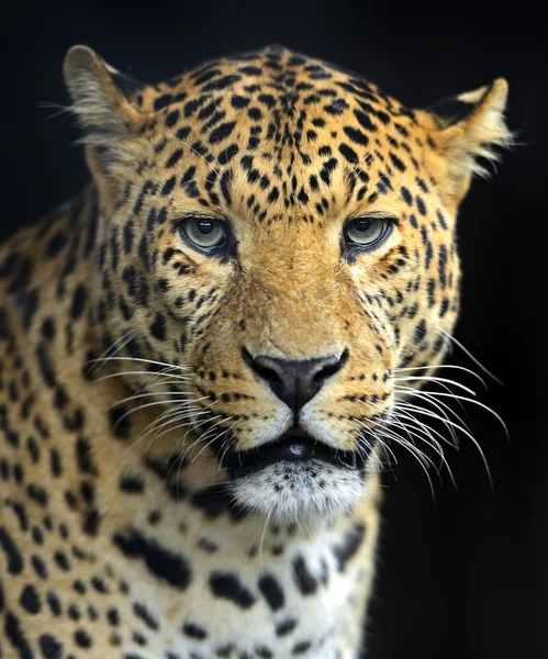 Leopardo — Foto de Stock