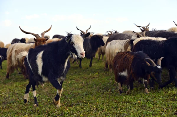 Kudde geiten — Stockfoto