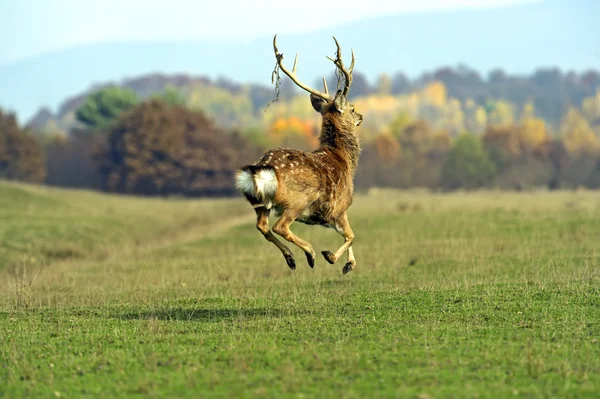 Fläckig hjort — Stockfoto
