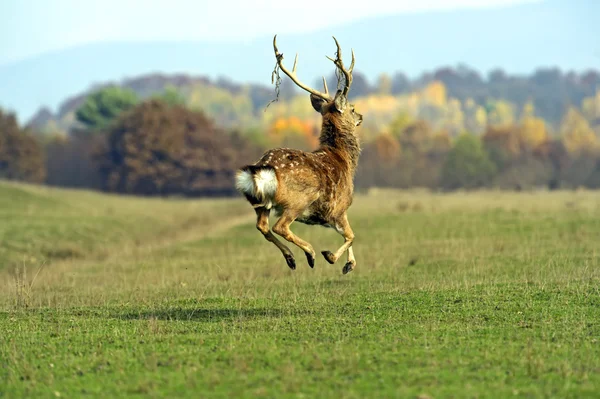 Gefleckter Hirsch — Stockfoto