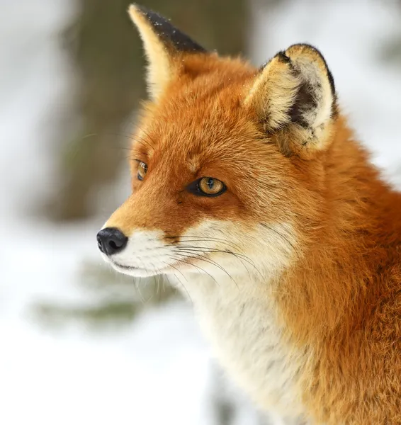 Πορτρέτο αλεπούδες — Φωτογραφία Αρχείου