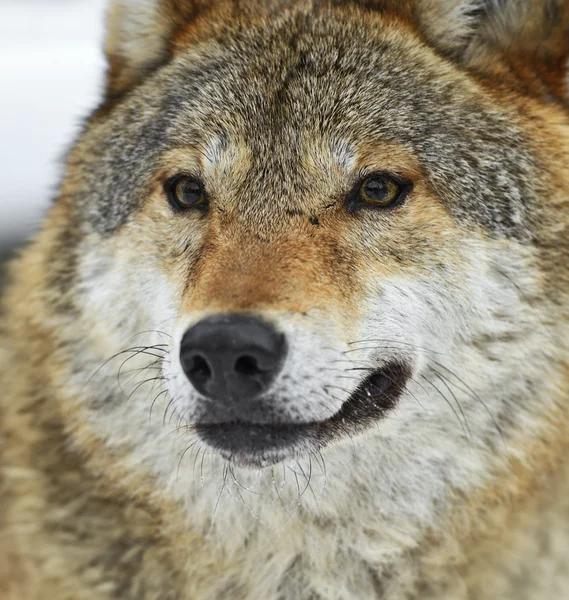 Grijze wolf — Stockfoto