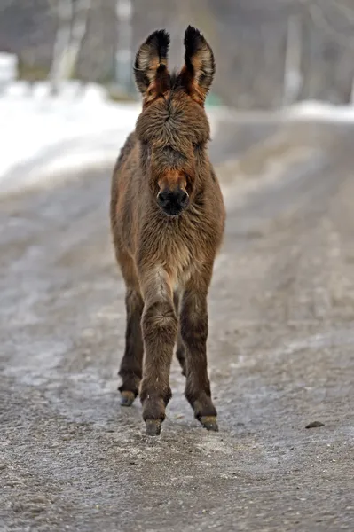 Portrait of a baby donkey — Stock Photo, Image