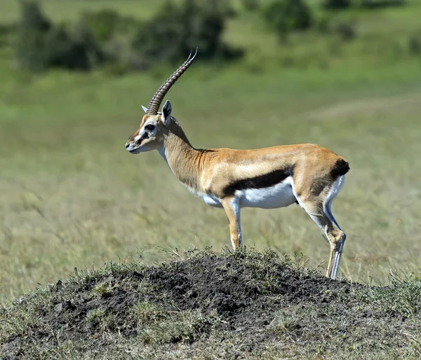 Grants Gazelle — Stockfoto