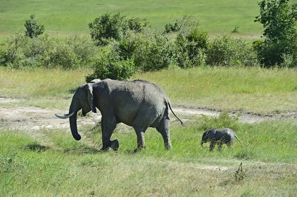 アフリカゾウ — ストック写真