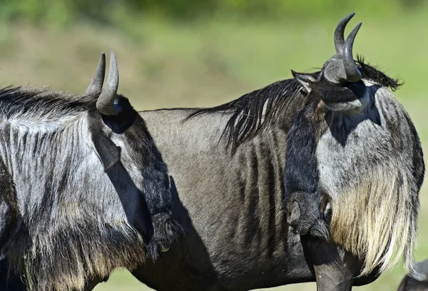 Gnus — Stockfoto