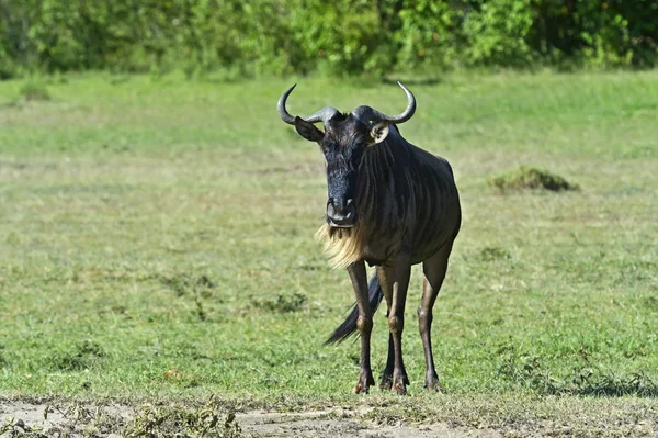 Gnus — Stockfoto