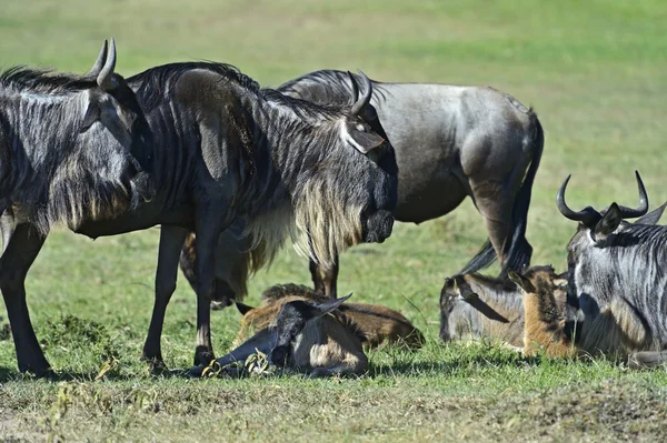 Gado selvagem. — Fotografia de Stock