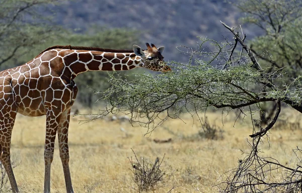 Giraffe africane — Foto Stock