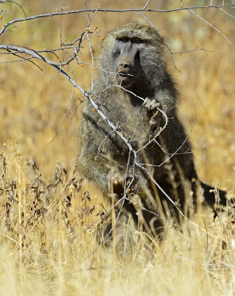 Baboon in Africa. — Stock Photo, Image
