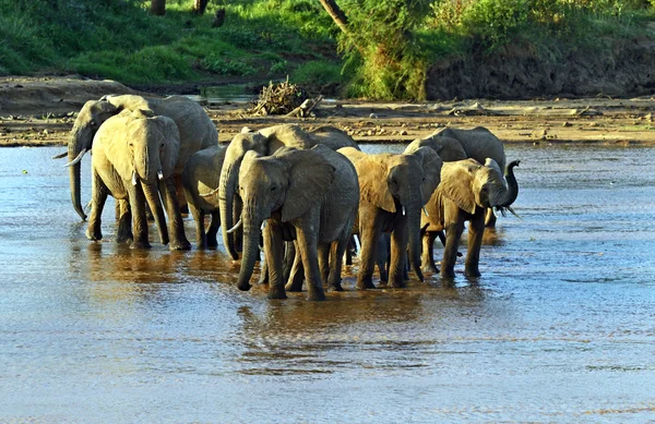 Afrikaanse olifanten — Stockfoto