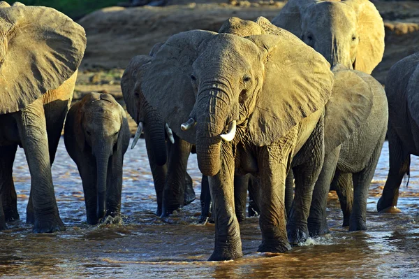 African elephants — Stock Photo, Image