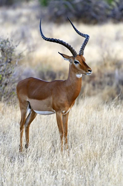 Impala-Gazelle — Stockfoto