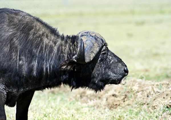 Búfalo —  Fotos de Stock