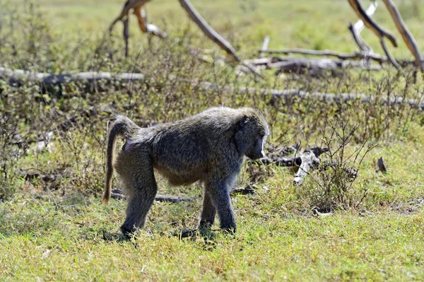 Baboon — Stock Photo, Image