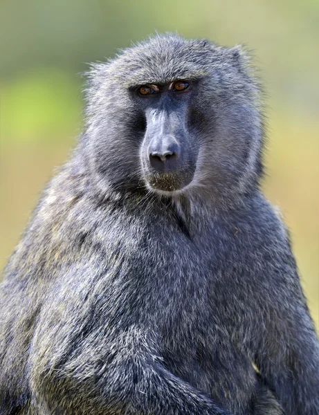 Baboons — стокове фото