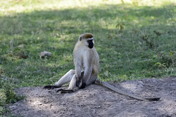 Green monkey — Stock Photo, Image