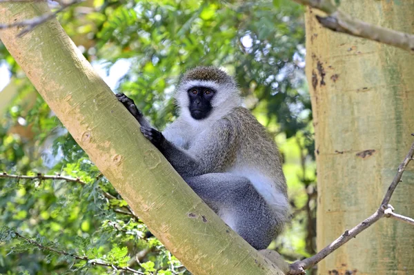 Macaco verde — Fotografia de Stock