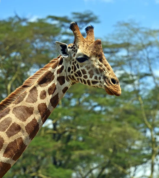 Giraffa — Foto Stock