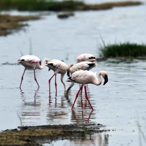 Flamingos im Nationalpark — Stockfoto