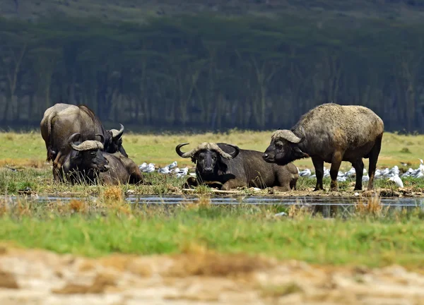 Bufalo — Foto Stock