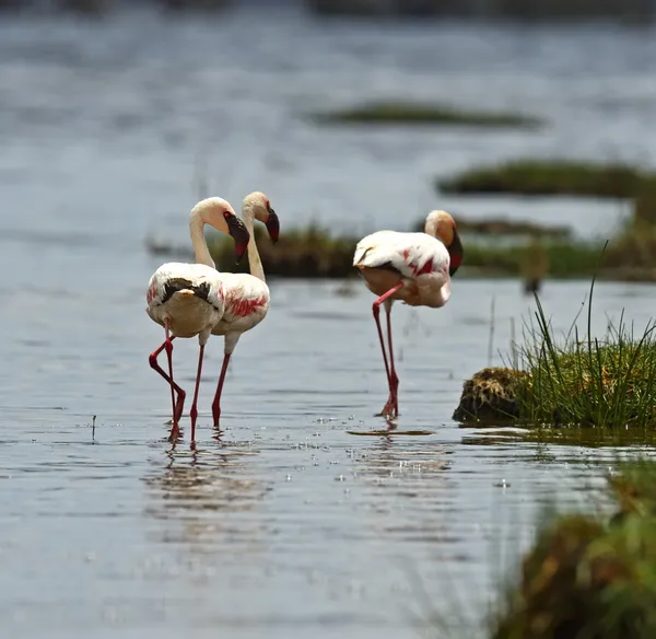 Flamants roses dans le parc national — Photo