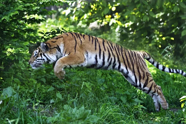 Amur tiger — Stockfoto