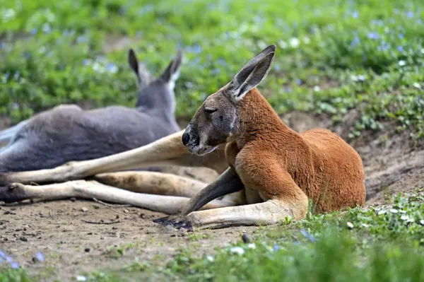 Känguru — Stockfoto