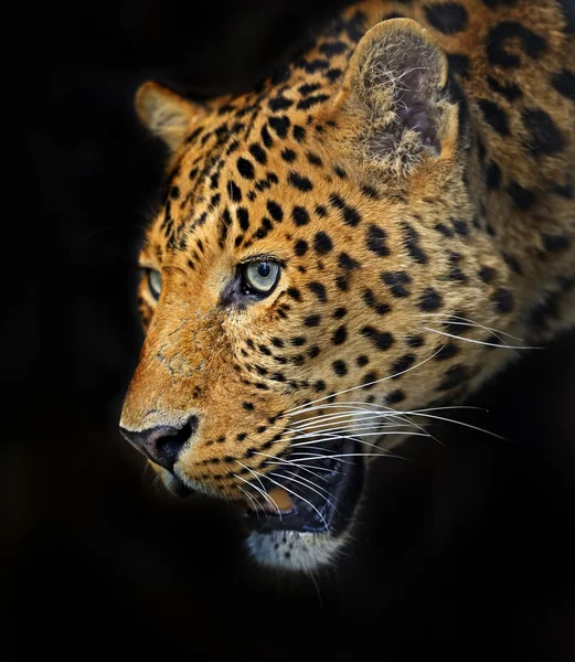 Leopardo — Foto de Stock