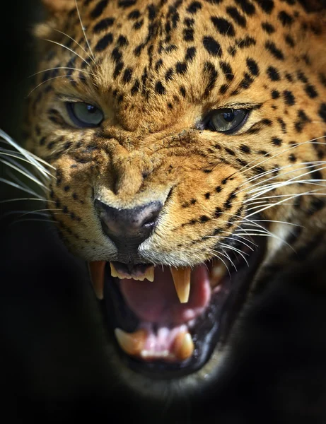 Leopardo — Foto de Stock