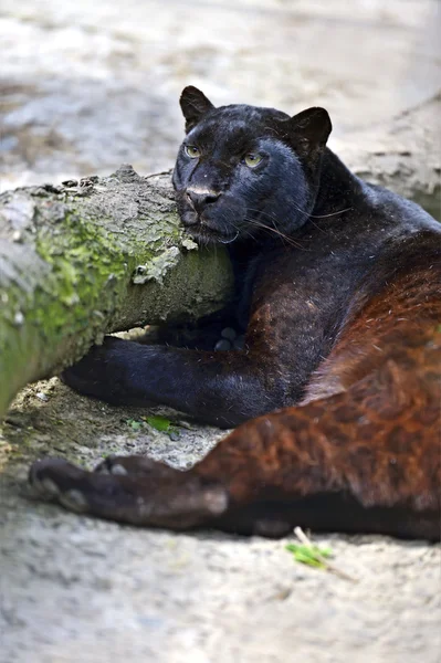 Leopardo — Fotografia de Stock