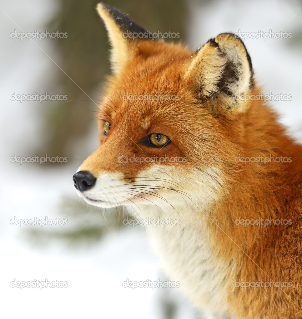Portrait Foxes