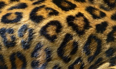 leopar kürkü doku