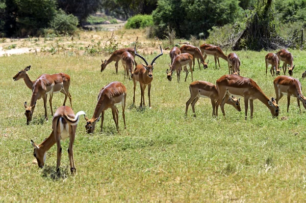Impala gazela — Stock fotografie