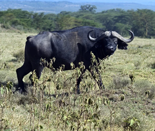 Buffalo — Stock Photo, Image