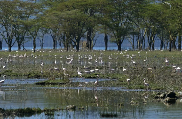 Flamants roses dans le parc national — Photo