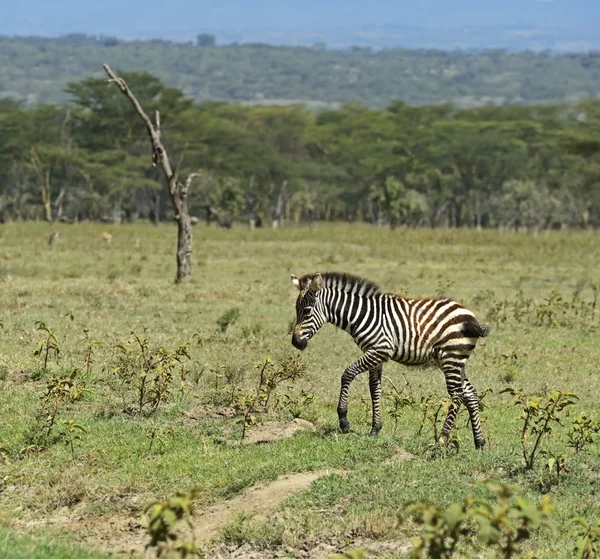 Zebra africana — Fotografia de Stock