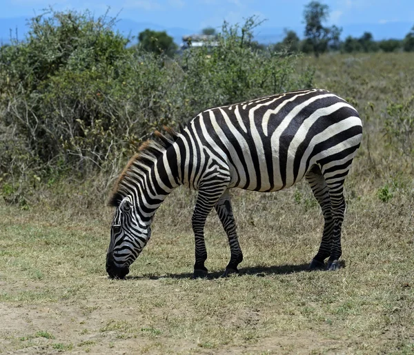 Afrikanska zebra — Stockfoto