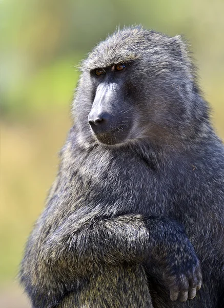 Baboon in Afrika. — Stockfoto