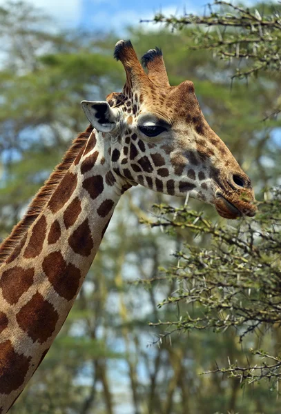 Giraffen i parken — Stockfoto