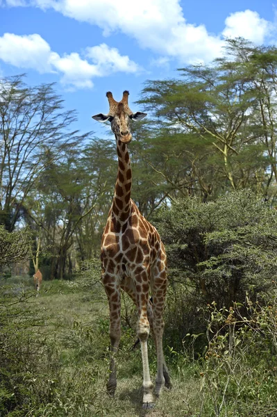 Giraffa — Foto Stock