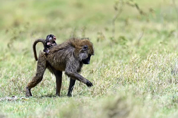 Baboons — Stock Photo, Image