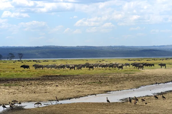 Buffalos sürüsü — Stok fotoğraf