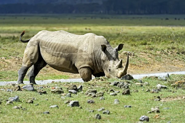 Rhino. — Foto de Stock