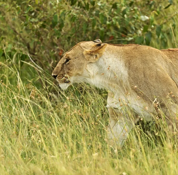 Leões masai mara — Fotografia de Stock