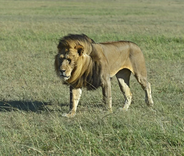 Lion — Stock Photo, Image