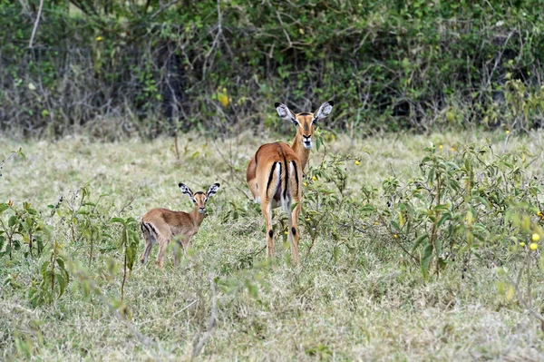 Impala Gazelle — Photo