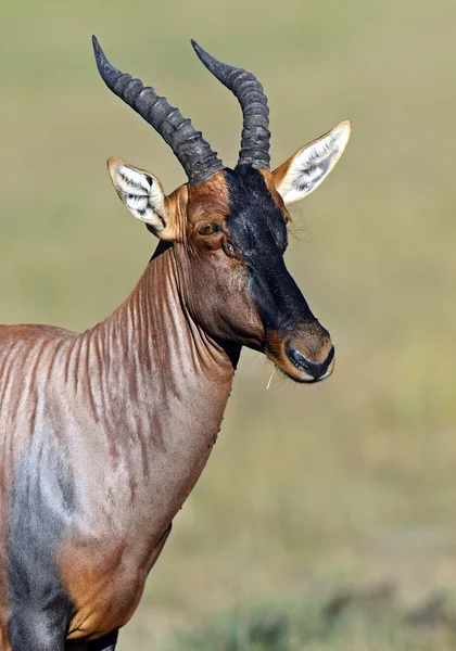 Драговіні антилопи — стокове фото