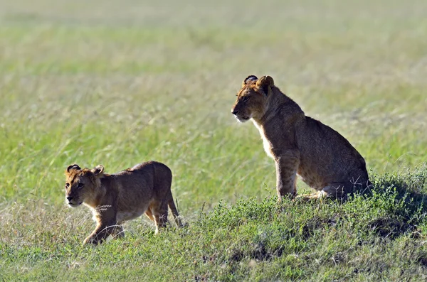 Lions Masai Mara — Fotografie, imagine de stoc