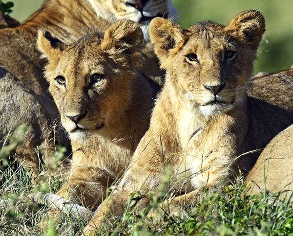 Leões masai mara — Fotografia de Stock